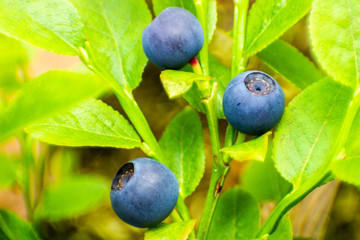 Ripe berries of bilberry in forest.