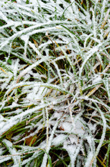 649-12 Snow on Ornamental Grasses