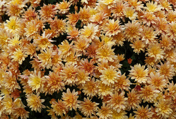 Chrysanthemum koreanum oder Herbstchrysantheme, letzte Blumen im Garten mit wunderbare Farbpalette