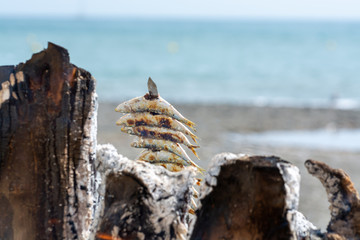 Espeto, Malaga style fish on stick barbecue prepared on olive tree firewoods