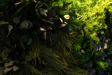 Green Jungle Background with leaves and grass