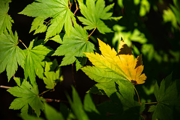 sun light on yellow leaves