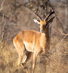impala in africa