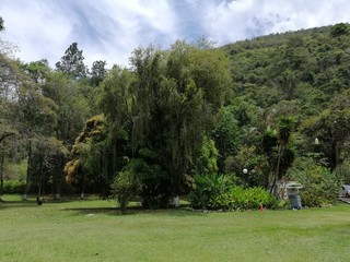 arbol grande con vegetación y cielo