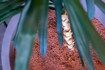 palm planted in plant granulate