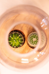 Growing small cacti in a greenhouse