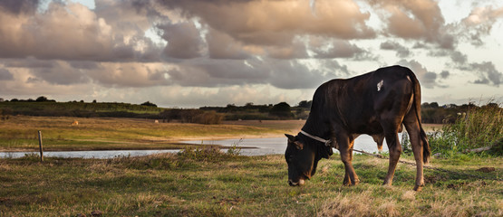 Beautifull pastures in Guadeloupúe island, near the Réservoir de Gachette. © Tom