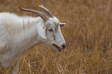 Fototapeta premium White goat grazes in grassy meadow