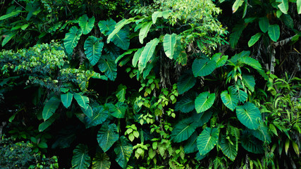 Detail of tropical forest on Guadeloupe.