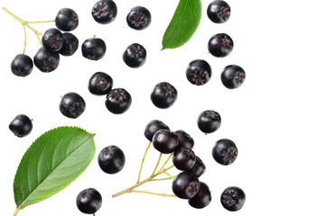 Chokeberry with green leaves isolated on white background. Black aronia. Top view