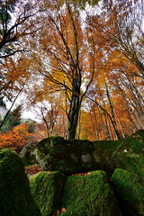 Gold trees over mossy rocks.