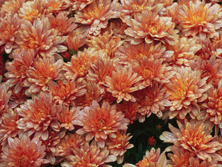 Chrysanthemum koreanum oder Herbstchrysantheme, letzte Blumen im Garten mit wunderbare Farbpalette