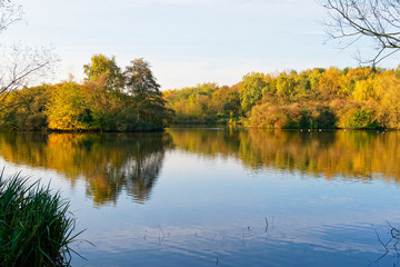Fototapeta premium Across the still mirrored surface of a small lake surrounded by trees and bushes on a bright autumn morning.