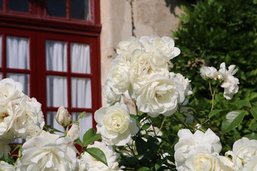 Fleurs du jardin