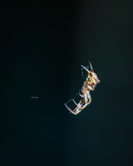 Arabesque Orbweaver along the walking trail in Brazos Bend State Park!