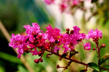 Fleurs du jardin