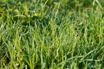 grass closeup