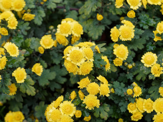 Leuchtend gelb Herbstchrysantheme (Chrysanthemum), letzte Blumen im Garten