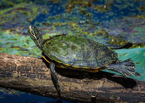 Texas Cooter on a branch over the lake at Brazos Bend State Park!