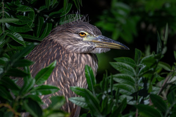 A portrait of a juvenile Black-crowned Night Heron.