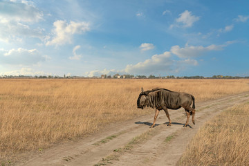 Naklejka na ściany i meble Bull on steppe safari, natural landscape