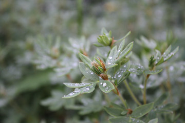 Close-up of raindrops on green bush