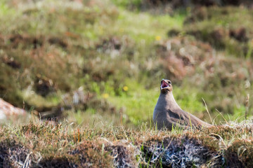 Arctic skua on her nest with her beak open