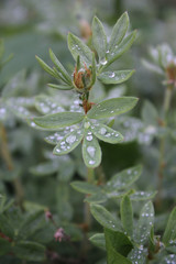 Close-up of raindrops on green bush
