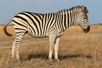 Zebra African animal standing on steppe pasture, autumn safari landscape.
