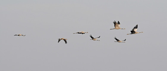 Kraniche (Grus grus) auf dem Zug - migrating cranes