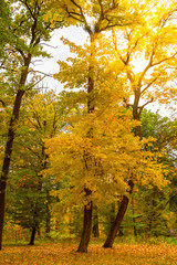 Autumn forest landscape with yellow trees in sunny day.