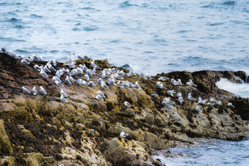 Obraz premium Kittiwakes on rocks by the ocean