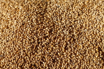 Close up shot of a large pile of golden grain after being harvested