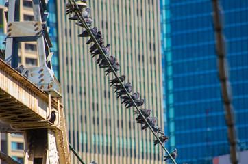 電線にとまる鳩の列