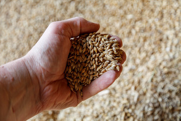 Hand holding a handful of grain cereal against a background of golden grain