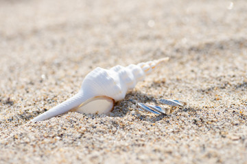 貝殻とペアリング