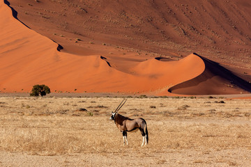 Gemsbok Antelope - Namibia - Africa © mrallen