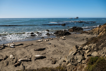 Fototapeta na wymiar Sea lions resting on a Pacific Coast beach