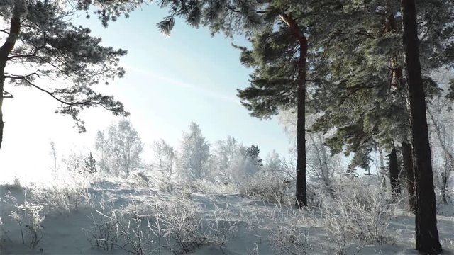 pine trees in hoarfrost beautiful winter scene panning shot