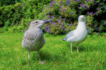 Fototapeta premium Herring gulls, adult and juvenile