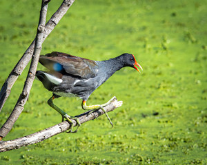Common Gallinule ready to jump in at Brazos Bend State Park!