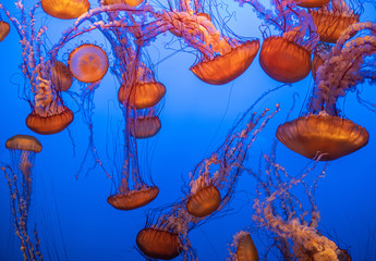 Magnificent exotic jellyfishes in an aquarium © Nejron Photo