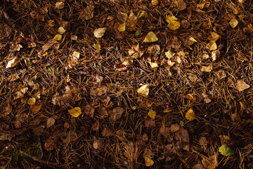 Dry yellow and crumpled leaves, dry pine needles in a ray of the sun on the ground on an autumn day. View from above