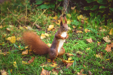 Naklejka na ściany i meble Squirrel in green grass with fall leaves. Pictured in park, Berlin.