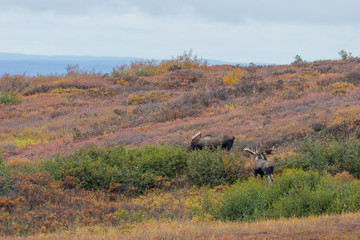 Fototapeta na wymiar Pair of Alaska Yukon Bull Moose in Autumn