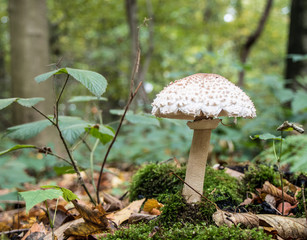 Pilz im Herbstwald