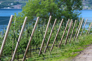 Fruit gardens in Lofthus, near the Hardanger fjord, Hordaland county, Norway