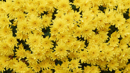 Leuchtend gelb Herbstchrysantheme (Chrysanthemum koreanum)