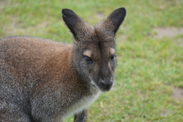 Red necked wallaby