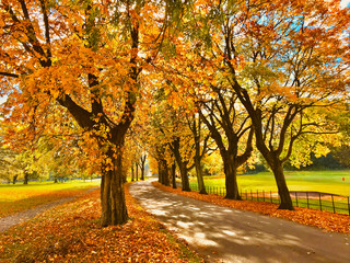 Towneley Park Autumn Leaves